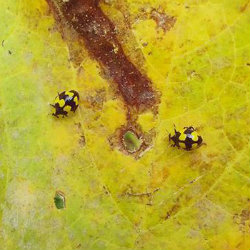 Australian Yellow Ladybird eating a rotten leaf